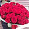 55 Красных роз в Олекминске Букет 55 Красных роз Фридом в Олекминске